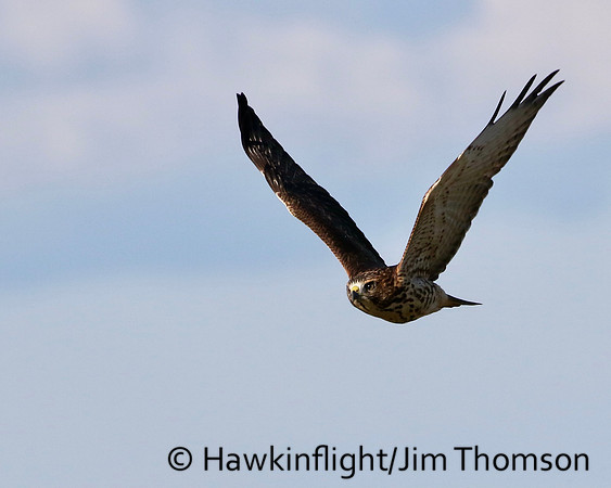 Broadwing hawk