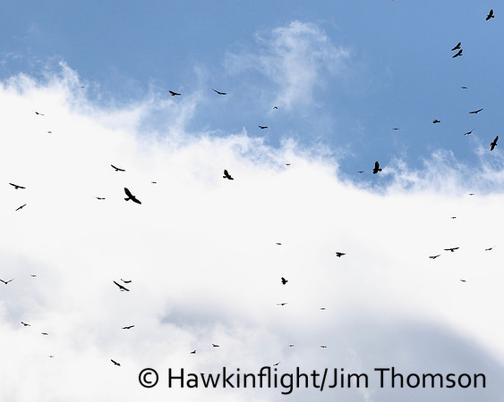 Broadwing Hawk