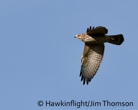 Broadwing Hawk