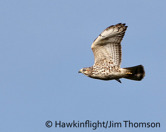 Broadwing Hawk