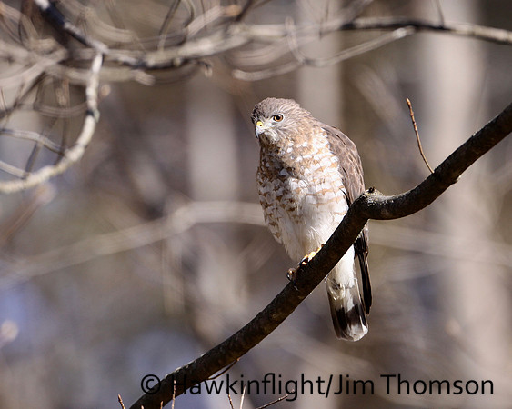 Broadwing Hawk