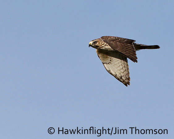 Broadwing Hawk