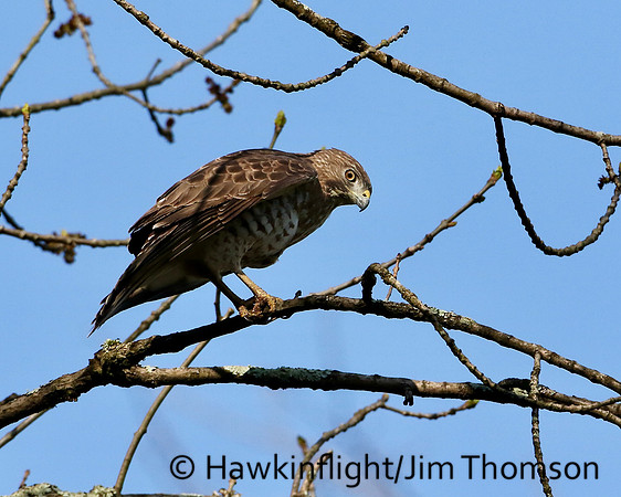 Broadwing Hawk