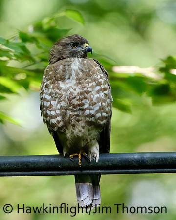 Broadwing Hawk