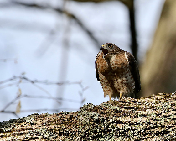 Broadwing Hawk