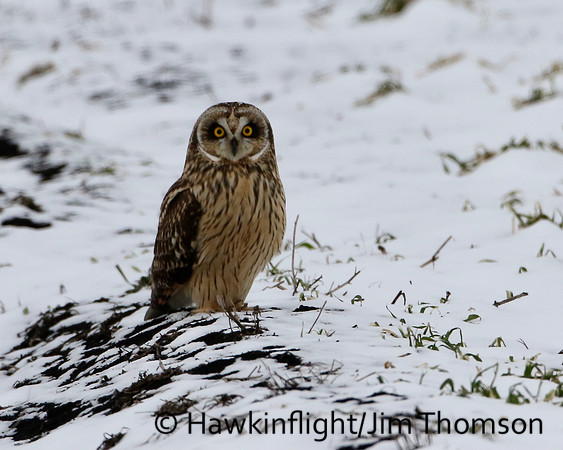 Short-eared Owl