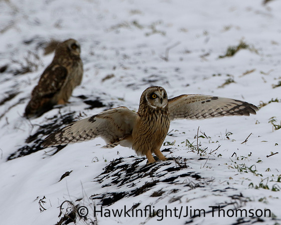 Short-eared Owl