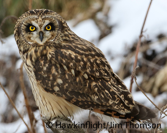 Short-eared Owl
