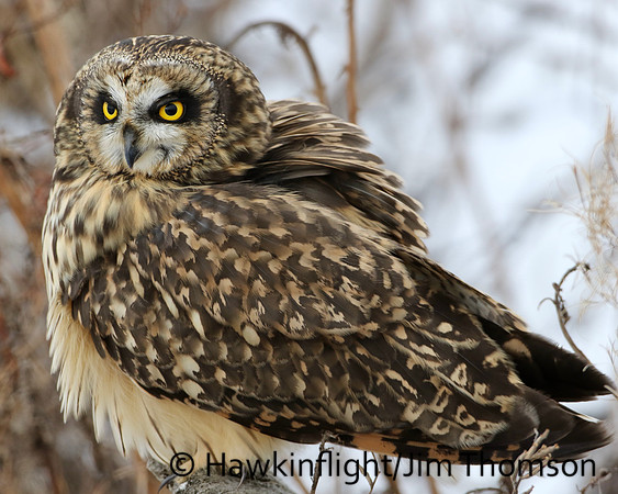 Short-eared Owl