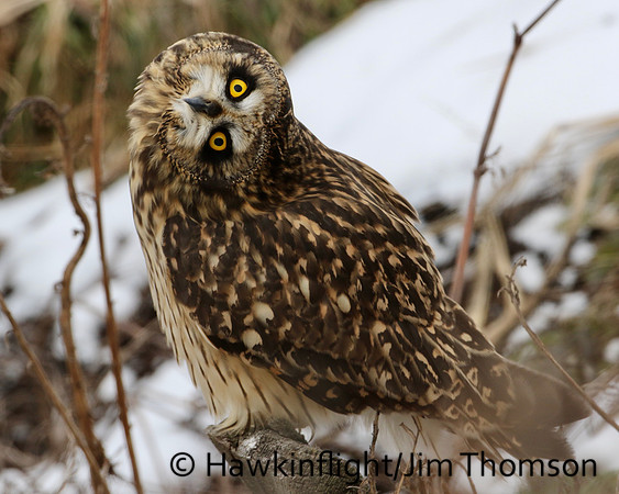 Short-eared Owl