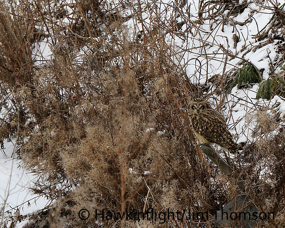 Short-eared Owl