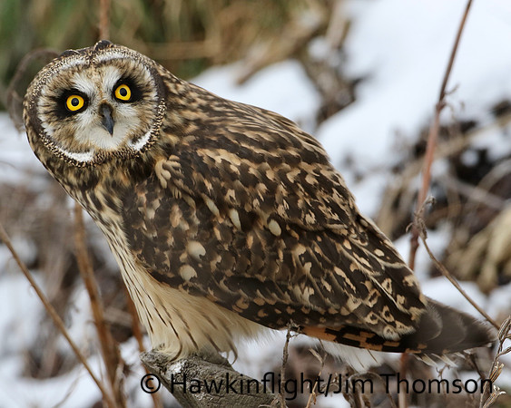 Short-eared Owl