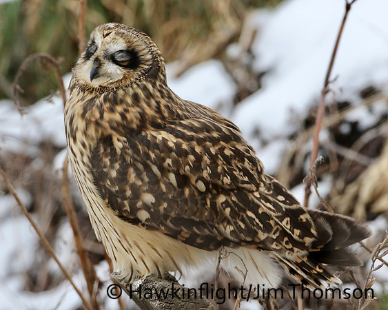 Short-eared Owl