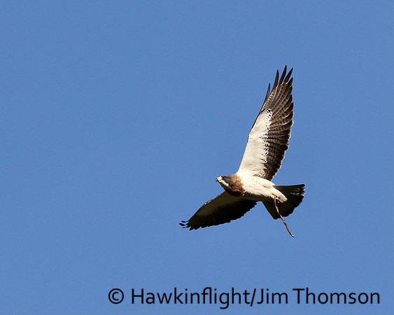 Swainson's Hawk