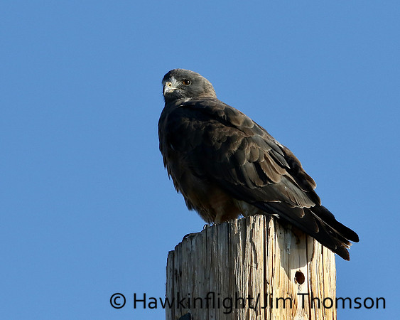 Swainson's Hawk