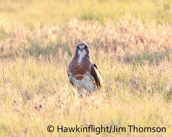 Swainson's Hawk