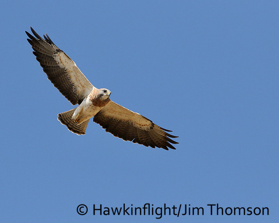 Swainson's Hawk