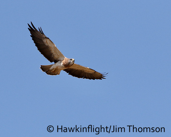 Swainson's Hawk