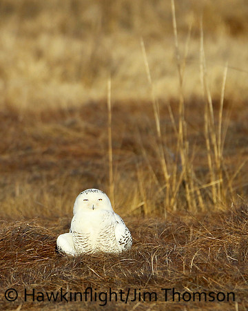 Snowy Owl