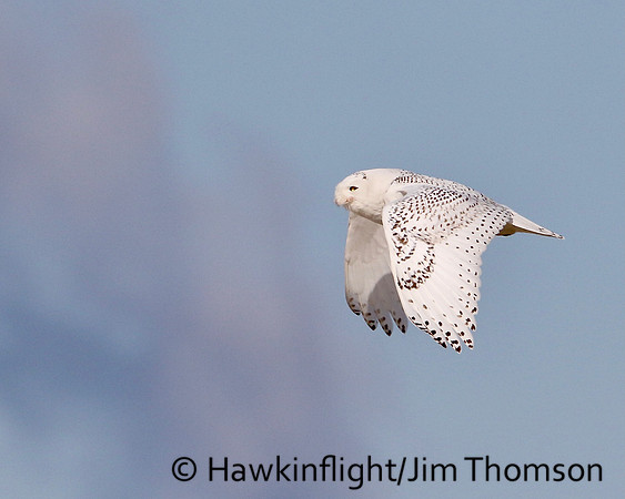 Snowy Owl
