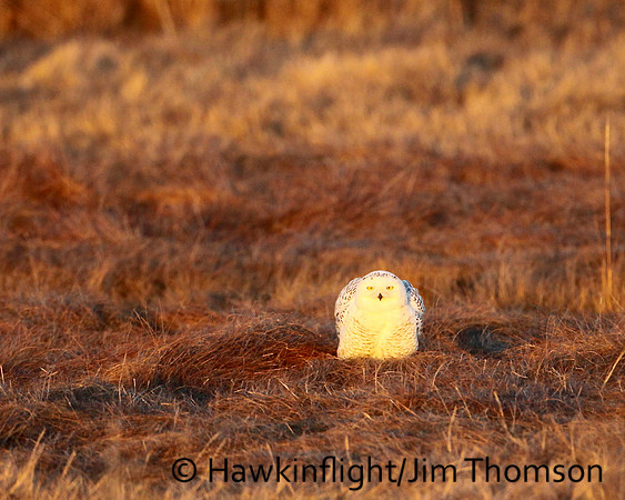 Snowy Owl