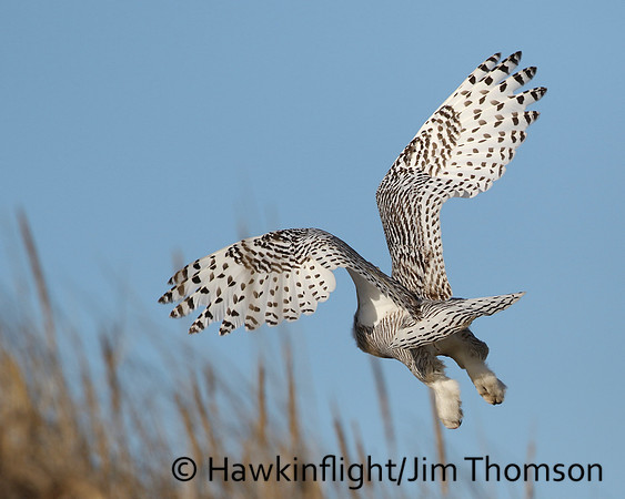 Snowy Owl