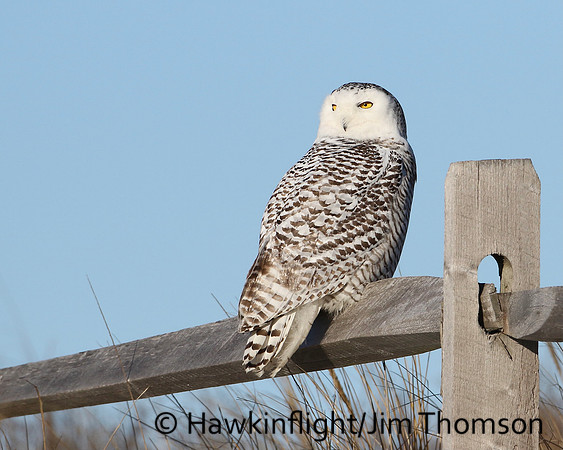 Snowy Owl