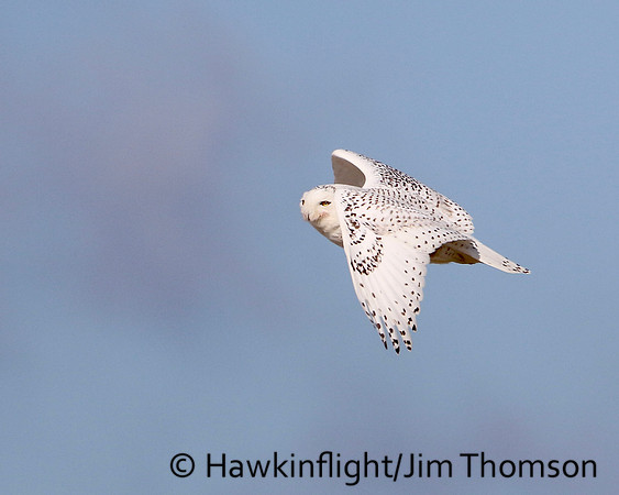 Snowy Owl