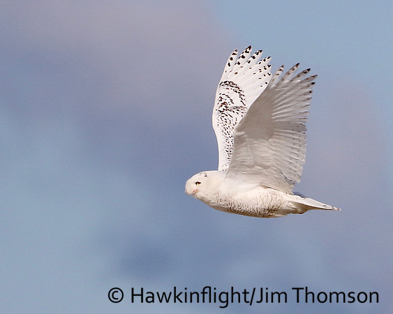 Snowy Owl