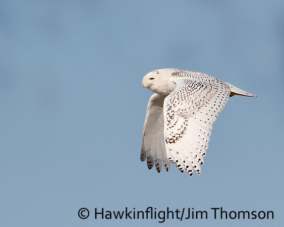 Snowy Owl