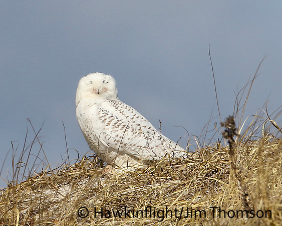 Snowy Owl
