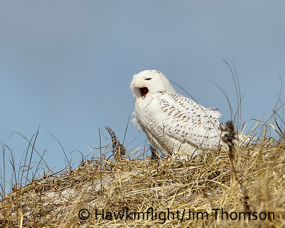Snowy Owl