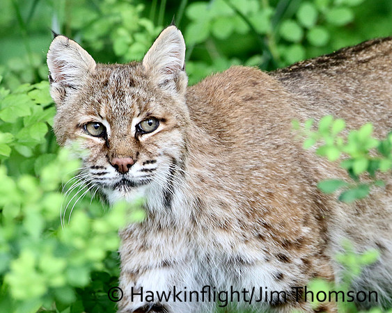 Bobcat