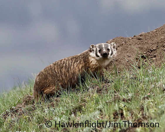 American Badger