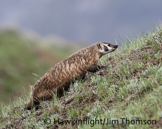 American Badger