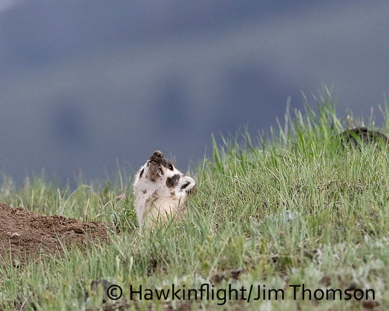 American Badger