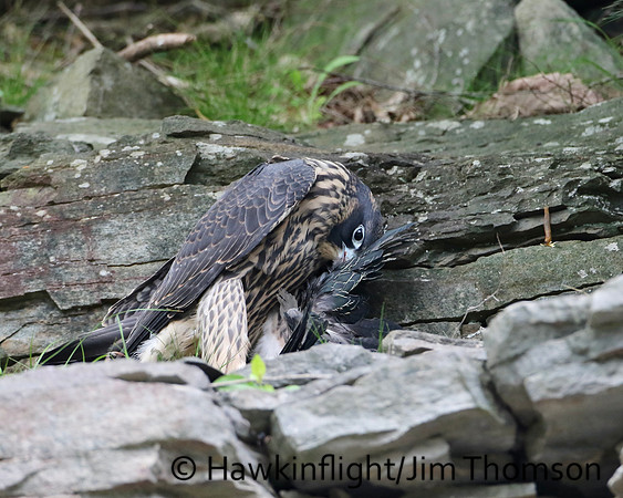 Peregrine Falcon