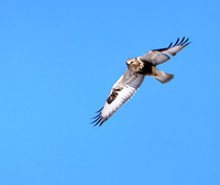 Rough-legged Hawk