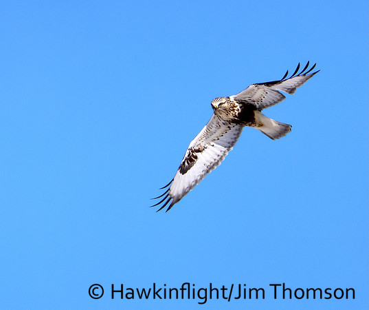 Rough-legged Hawk