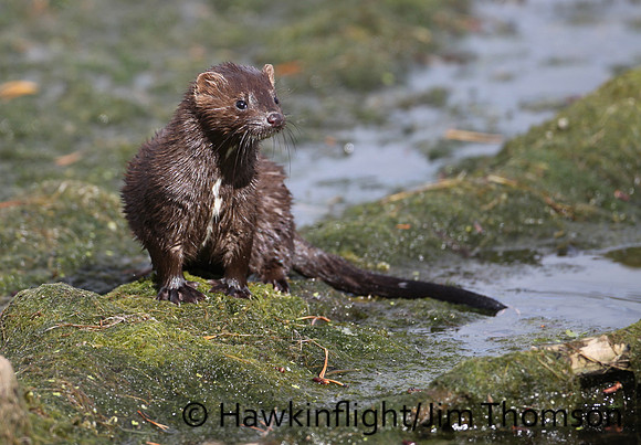 American Mink