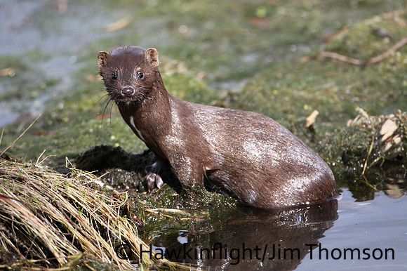 American Mink