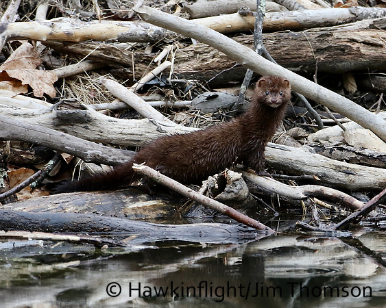 American Mink