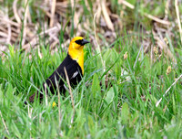 Yellow-headed Blackbird