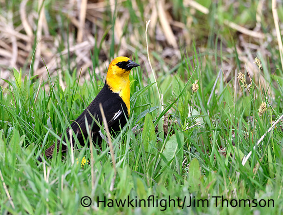 Yellow-headed Blackbird
