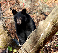 Black Bear