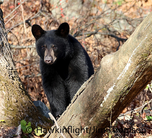 Black Bear
