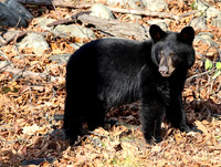 Black Bear