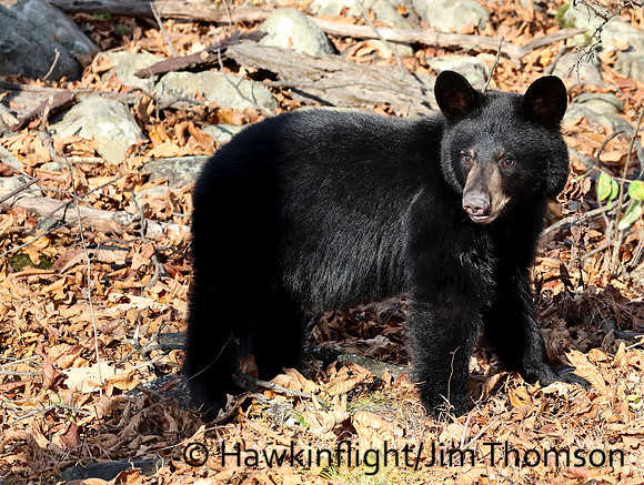Black Bear