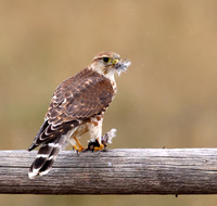 Prairie Merlin