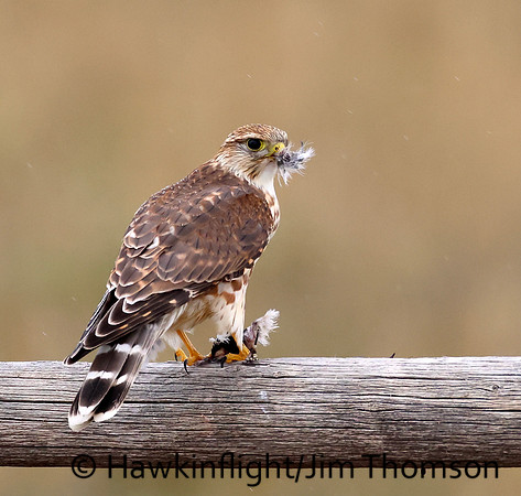 Prairie Merlin